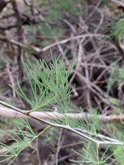 Asparagus aspergillus