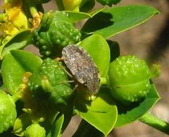 Sciocorini