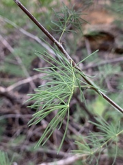 Asparagus aspergillus