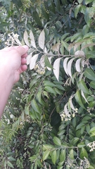 Solanum sanctaecatharinae