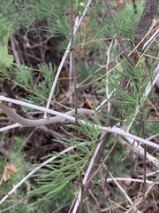 Asparagus aspergillus
