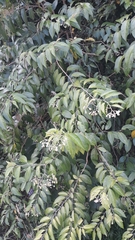 Solanum sanctaecatharinae