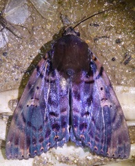 Arcte modesta