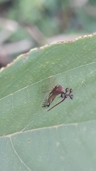 Bocydium globulare