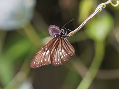 Euploea algea