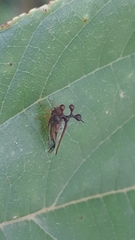 Bocydium globulare