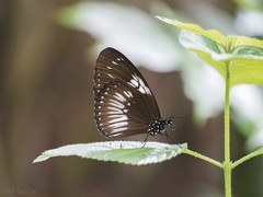 Euploea eupator