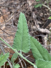 Tragia dioica