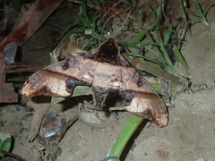 Amplypterus panopus