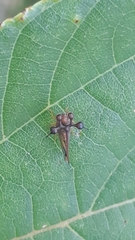 Bocydium globulare