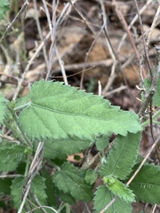 Tragia dioica