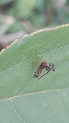 Bocydium globulare