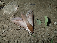 Theretra alecto