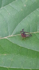 Bocydium globulare