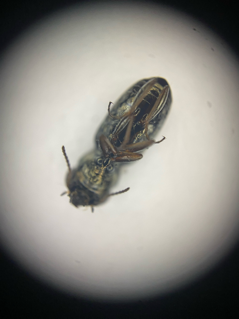 Notiophilus aestuans