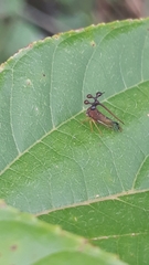 Bocydium globulare