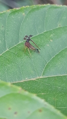 Bocydium globulare