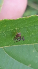 Bocydium globulare