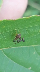 Bocydium globulare