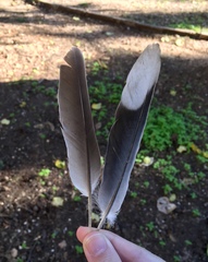 Streptopelia decaocto