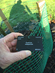 Quercus xalapensis