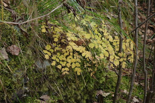 Foetid Meadow-rue (Thalictrum foetidum)