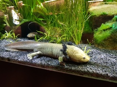 Lake Patzcuaro Salamander photo 4