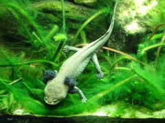 Lake Patzcuaro Salamander photo 5
