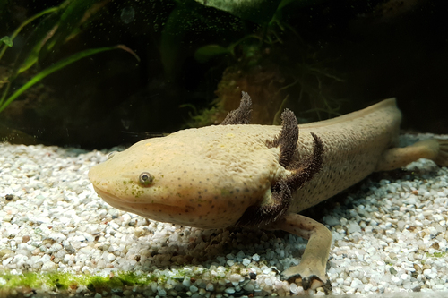 Lake Pátzcuaro Salamander