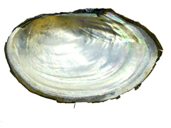 Sinanodonta schrenkii