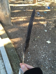 Corvus cornix