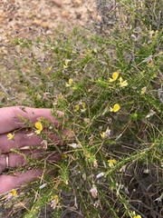 Aspalathus serpens