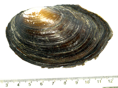 Sinanodonta schrenkii