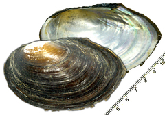 Sinanodonta schrenkii