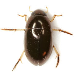 Tropisternus quadristriatus