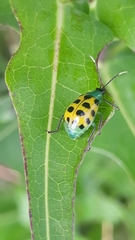 Diabrotica limitata