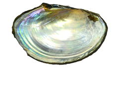 Sinanodonta schrenkii