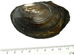 Sinanodonta schrenkii