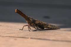 Zanna tenebrosa