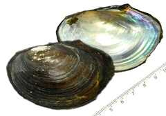 Sinanodonta schrenkii