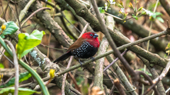 Hypargos niveoguttatus