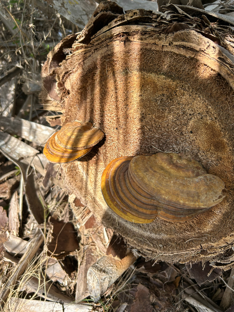 Ganoderma zonatum
