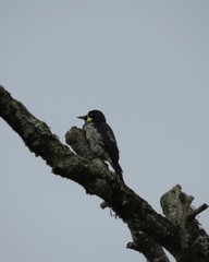 Melanerpes formicivorus