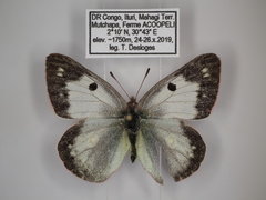 Colias electo pseudohecate