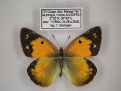 Colias electo pseudohecate