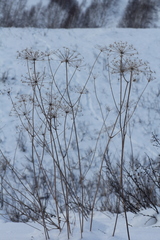 Peucedanum morisonii