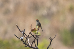 Cisticola lais