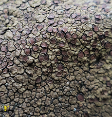 Acarospora badiofusca