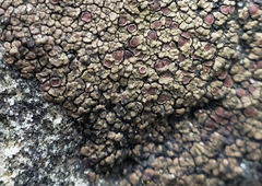 Acarospora badiofusca