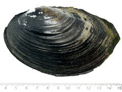 Sinanodonta schrenkii